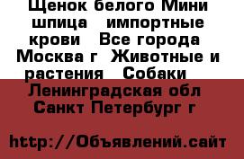 Щенок белого Мини шпица , импортные крови - Все города, Москва г. Животные и растения » Собаки   . Ленинградская обл.,Санкт-Петербург г.